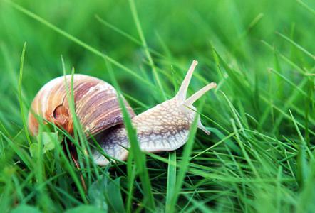 comment se débarrasser des escargots dans le jardin