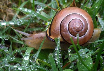 se battre avec des escargots dans le jardin