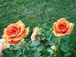 ashram rose
