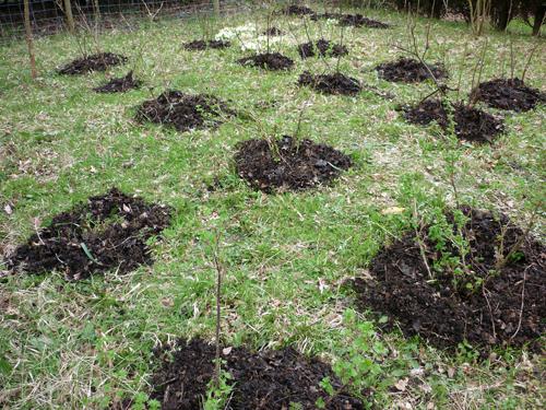 que de fertiliser les arbustes au printemps