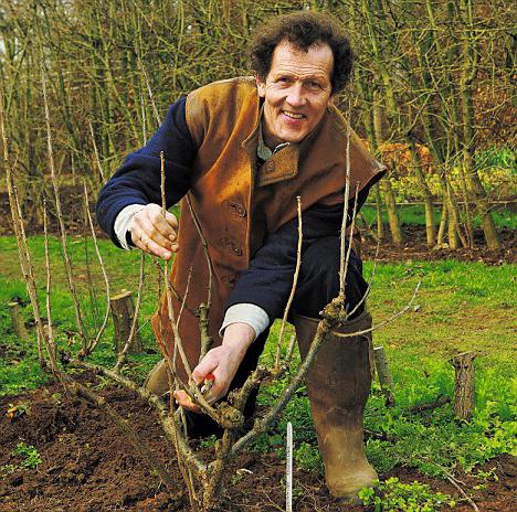 que de fertiliser le cassis au printemps