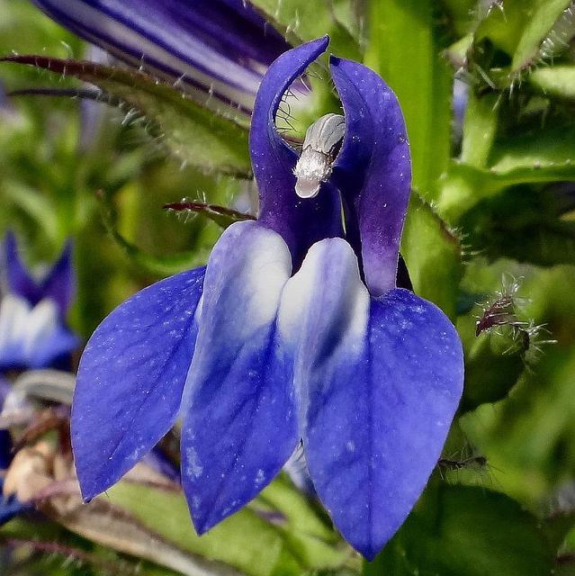 Fleurs d'été: le bon choix