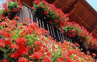 Fleurs sur les balcons: conseils de professionnels