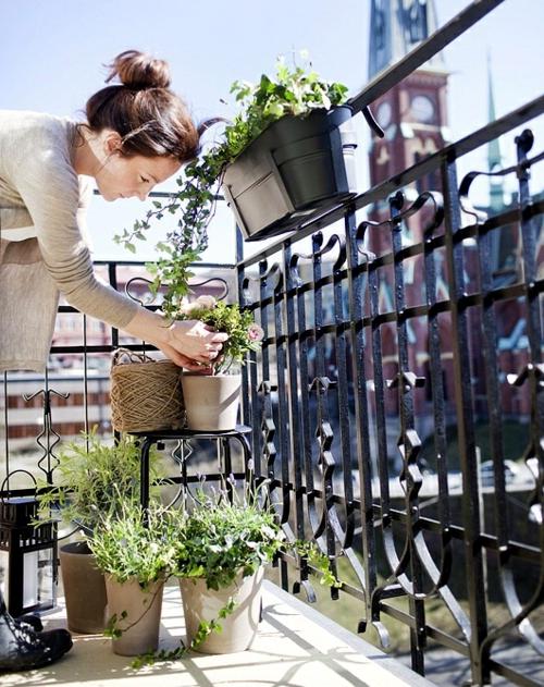 Ampel de fleurs - nom et photo. Ampelnye fleurs pour le balcon