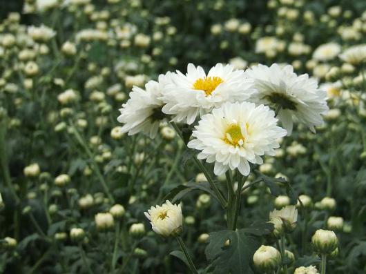 Fleur avec des fleurs blanches. Titres, photos