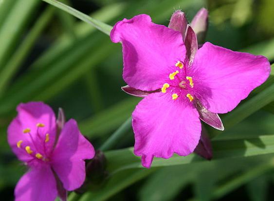 La fleur de lilas dans le jardin aidera à soulager le stress émotionnel