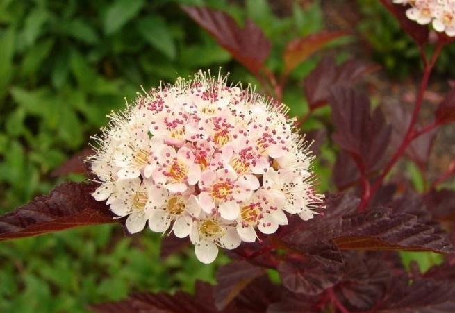 Vesicerodel arbuste décoratif: plantation et de soins