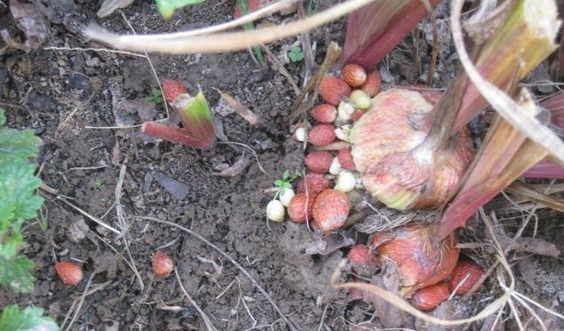 Gladiolus s'est évanoui, et après?