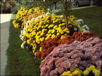 Plante vivace de chrysanthème - variétés et description