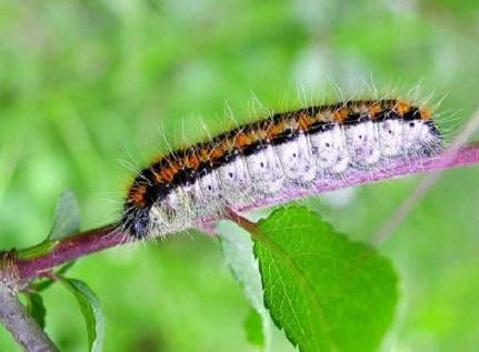 Comment faire face à l'aubépine papillon avec des remèdes chimiques et populaires