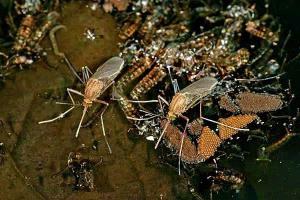 comment se débarrasser des moucherons