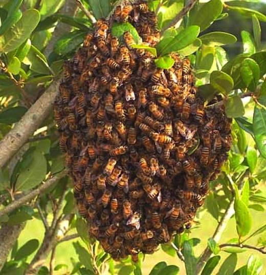 Comment se débarrasser des abeilles sur votre site