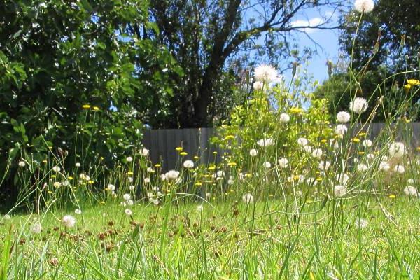 Comment se débarrasser des mauvaises herbes dans le jardin? Pensons ensemble