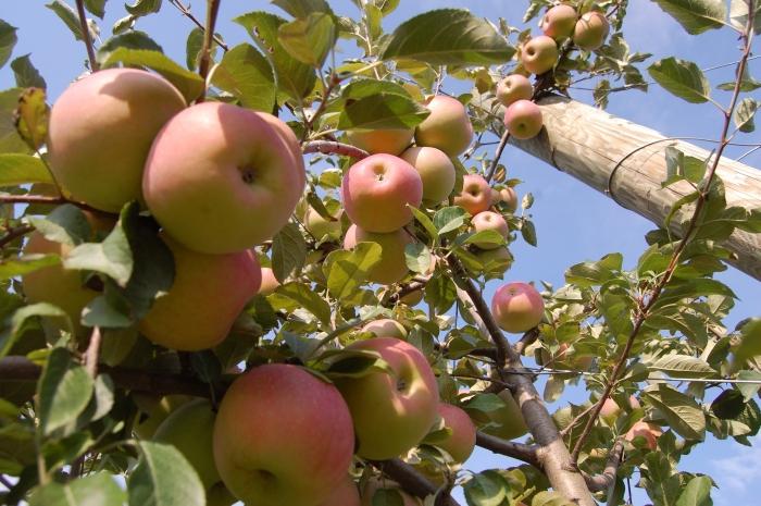 top dressing des arbres fruitiers