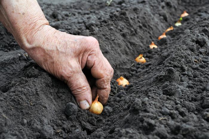 comment planter un arc 