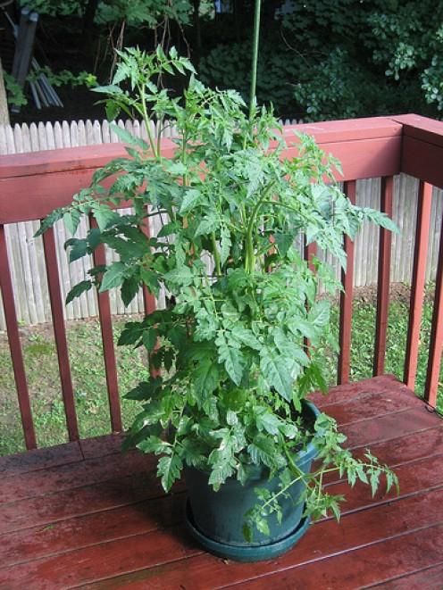 comment planter des tomates