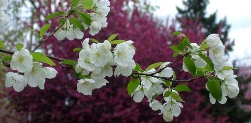 Comment planter une pomme en automne? Nos conseils et recommandations vous aideront à vous réjouir de la récolte de pommes liquides maison!