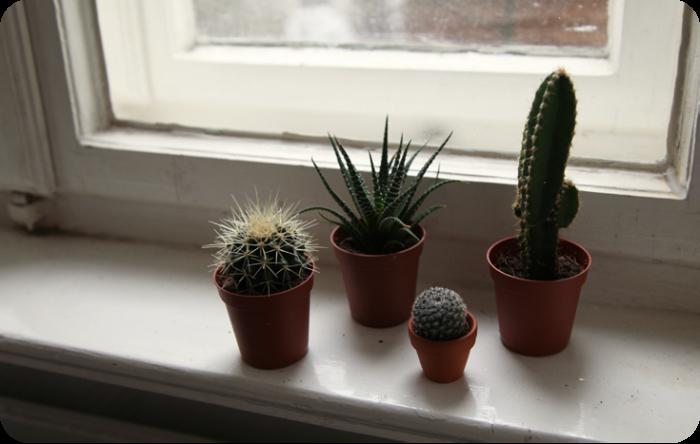 Comment prendre soin des cactus: trois 