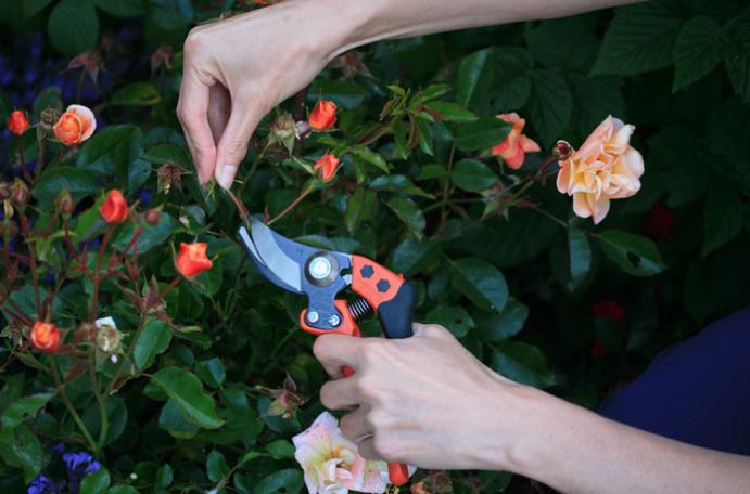 Comment choisir un sécateur de jardin pour tailler les arbres, les roses, les raisins?