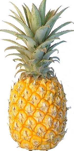 comment faire pousser l'ananas à la maison