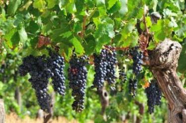 Comment faire pousser des raisins? Irrigation et soin des plantes