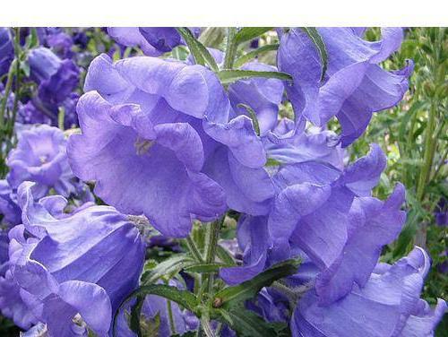 Jardin de Campanula de la famille des clochettes