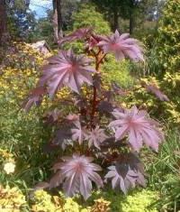 Kleshchevina ordinaire - la meilleure décoration des lits de jardin