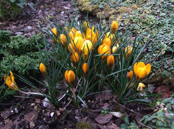 Quand planter des crocus - en automne ou au printemps?