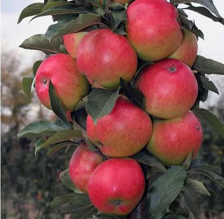 restes de pommier 