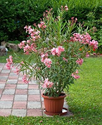 Le laurier-rose pousse au plafond