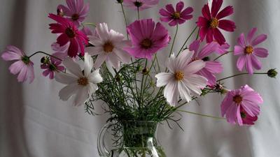 cosmea à partir de graines