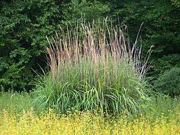 Miscanthus - Roseau chinois