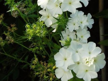 phlox vivace