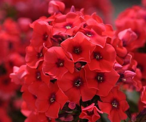 planter des phlox de vivaces