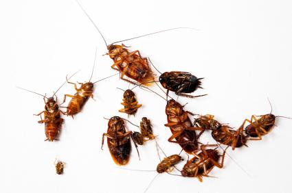 Oh, ces bandits rouges, ou Comment se débarrasser des cafards à la maison?