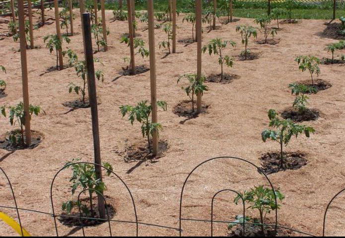  sciure de conifères dans le jardin bon ou mauvais