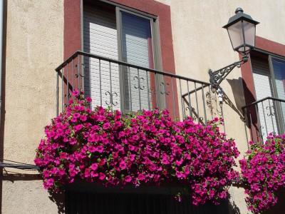 pétunia sur le balcon