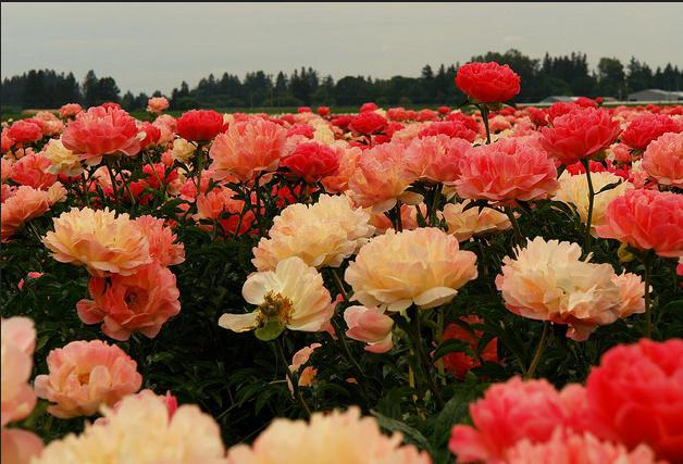 pivoine fern-fleur corail coucher de soleil 