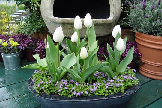 Essayons de comprendre quand planter les tulipes en Sibérie.