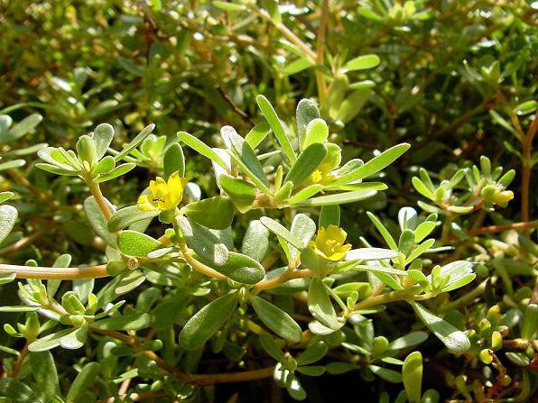 portluck des mesures de lutte contre le jardin