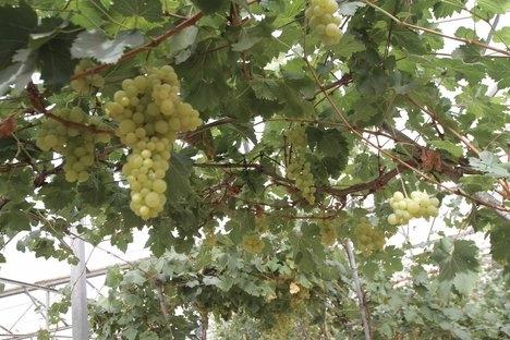 La plantation de raisins en banlieue n'est plus un fantasme