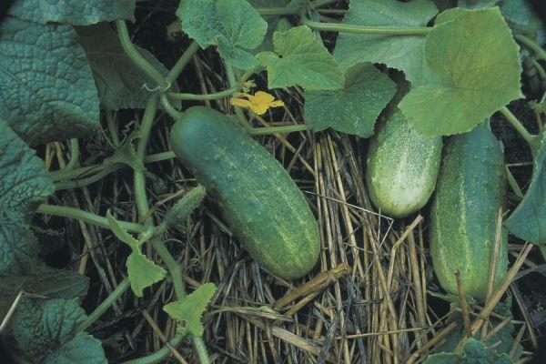 Semer des concombres en pleine terre