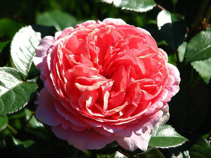 Rose de la Baronne