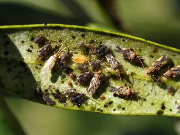 la prophylaxie est un nouveau remède contre les ravageurs ou les abeilles