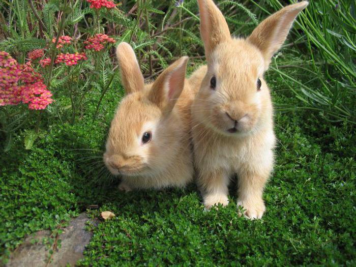 quelles tailles de liqueur mère pour les lapins