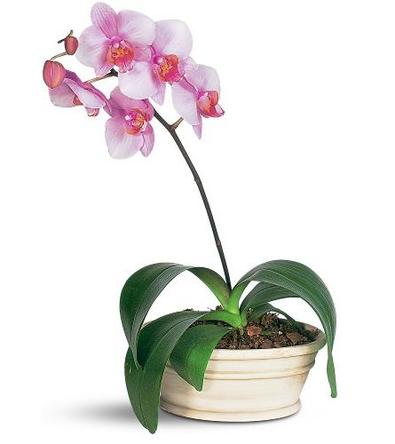 Reproduction d'une orchidée à la maison - comment en obtenir une à partir d'une seule?