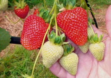 Fraise réparée. Plantation et soin. Variétés