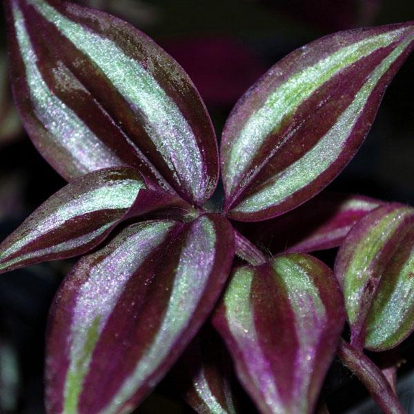 le lieu de naissance de Tradescantia 