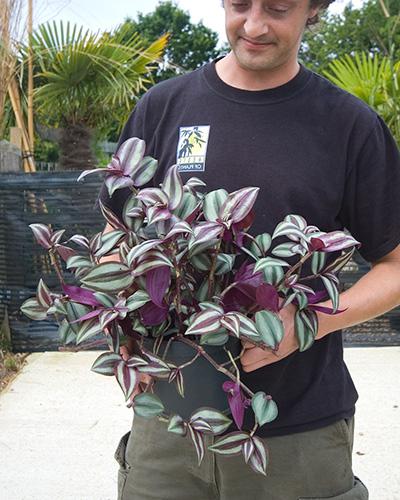 fleurs tradescantia images 