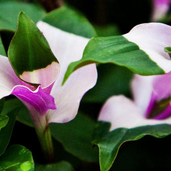 fleurs de la Tradescantia 